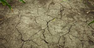 Озвучено суму збитків аграріїв півдня країни від посухи