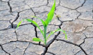 Аграрії Одещини втратили через посуху 6,5 млрд грн