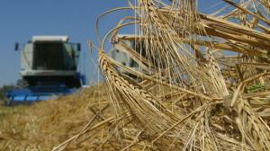 У І півріччі сільгоспвиробництво в Україні скоротилося на 19%