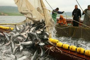 В Україні на 40% впав промисловий вилов риби