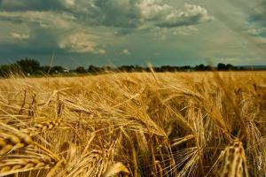 На Херсонщині урожайність ранніх зернових скоротилася на 17%