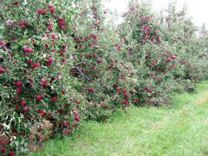 Закладання нових плодових садів в Україні опинилося під загрозою, – експерт