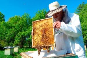 Пасічники зібрали у 5 разів менше меду, як торік