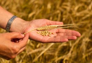 Призупинення жнив може погіршити якість зерна, – НААН