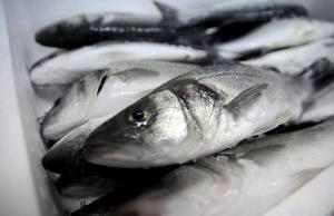 Названо найбільших імпортерів української риби