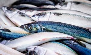 Виробництво солоної риби в Україні збільшилося на 20,4%
