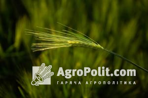 У Кабміні прогнозують падіння експорту української пшениці