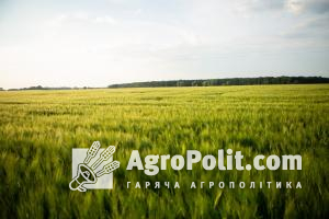 В Україні фіксують брак фуражної пшениці