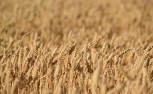 На Харківщині – найвища врожайність зернових
