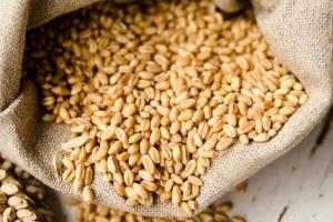 Названо обсяг «тіньового» обігу зерна в Україні 