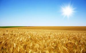 До 2040 року Україна може стати найуспішнішою країною у вирощуванні пшениці 