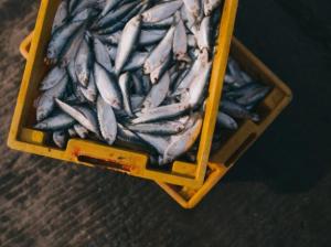 Україна наростила експорт риби та ракоподібних на 14,8%