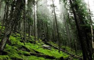 На Буковині майже 600 га лісу нададуть статус пралісів