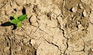 Аграріям порадили, як зберегти врожаї за хронічної нестачі води та посух