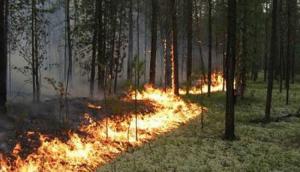 Рада схвалила підвищення штрафів за провокування лісових пожеж