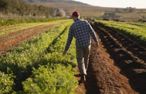 Уряд затвердив законопроєкт про підтримку фермерських господарств, – текст документа