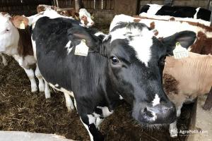 Чотири тваринницьких господарства на Черкащині отримали статус племінного репродуктора