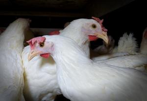У МХП розповіли, як повністю відмовилися від антибіотиків при виробництві курятини