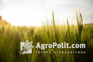 Вперше за 12 років Україна поставить пшеницю в Саудівську Аравію