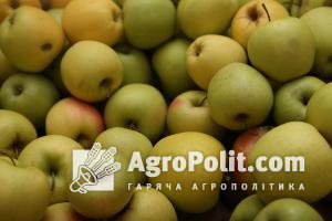 В Україні у вересні зафіксовано рекордно високу ціну на яблука