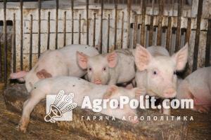 Україна заборонила ввезення свинини з Німеччини