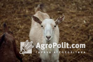 В Україні змінено порядок реєстрації овець і кіз