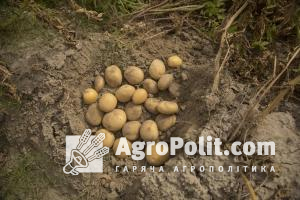 Українське картоплярство потерпає від імпорту картоплі з Білорусі та Росії