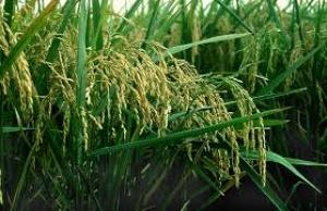 Аграрії Україні розпочали збирати рис
