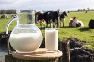Опубліковано реальний рейтинг України в молочному світовому виробництві 
