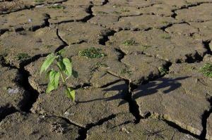 Втрати українських аграріїв через посуху оцінили у 118 млрд грн