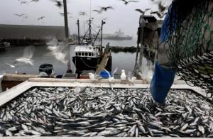 У 2020 році рибній галузі завдано збитків на понад 65 млн грн