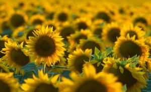 У трьох областях України аграрії завершили збирання соняшнику