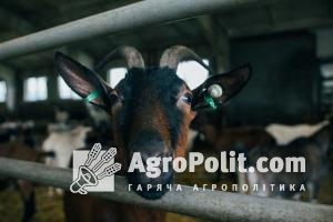 Україна вдвічі збільшила обсяги експорту малої рогатої худоби