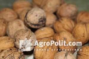 Україна входить до топ-5 світових виробників волоського горіху