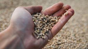 Темп експорту зерна в Україні на 17% відстає від торішнього