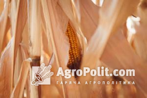 В Україні прогнозують дефіцит кукурудзи на внутрішньому ринку