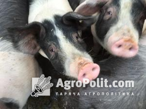 За рік скоротилося поголів'я всіх видів сільгосптварин, крім свиней – Держстат