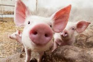 Поголів’я свиней в господарствах населення може скоротитися до рекордно низького рівня, — АСУ