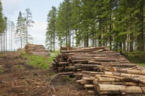 України втратила 234 млн грн від незаконної вирубки лісу у 2020 році