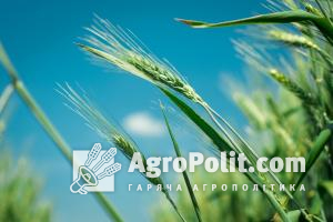Єгипет закупив на тендері 60 тис. т української пшениці