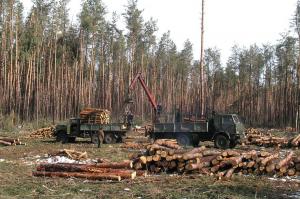Уряд радикально обмежить вирубку лісу у Карпатах