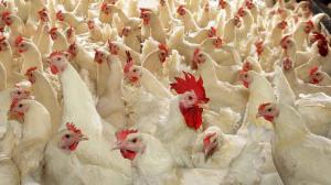 Торік Україна  продала курятини на $555 млн