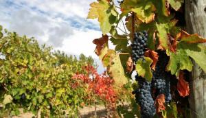 Торік виноградарі зменшили переробку винограду на 40% 