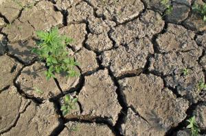 У 2021 році аграрії знову можуть постраждати від посухи