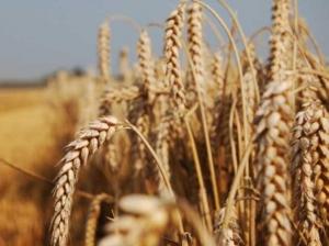 Динаміка збору пшениці в Україні за останні 10 років