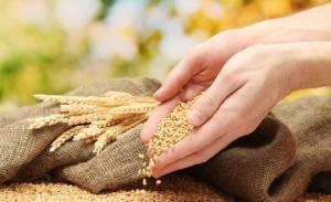 Мінекономіки оновить зерновий Меморандум щодо кукурудзи