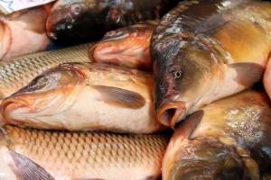Україна експортуватиме живу рибу до Молдови