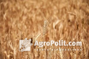 Названо терміни ухвалення закону про страхування сільгосппродукції в Україні