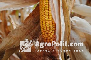 Експортовано майже 12 млн т української кукурудзи