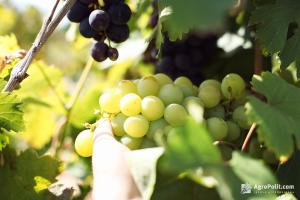 Верховна Рада готується прийняти законопроект щодо підтримки виноградарства